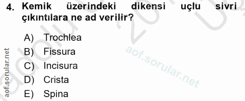 4. soru: Kemik üzerindeki dikensi uçlu sivri çıkıntılara ne ad verilir? A) Trochlea B) Fissura C) Incisura D) Crista E) Spina