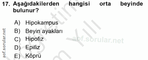 17. soru: Aşağıdakilerden hangisi orta beyinde bulunur? A) Hipokampus B) Beyin ayakları C) Hipofiz D) Epifiz E) Köprü