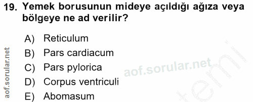 19. soru: Yemek borusunun mideye açıldığı ağıza veya bölgeye ne ad verilir? A) Reticulum B) Pars cardiacum C) Pars pylorica D)…