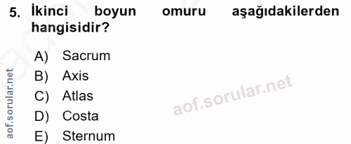 5. soru: Ikinci boyun omuru aşağıdakilerden hangisidir? A) Sacrum B) Axis C) Atlas D) Costa E) Sternum