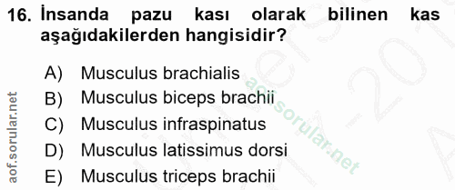 16. soru: Insanda pazu kası olarak bilinen kas aşağıdakilerden hangisidir? A) Musculus brachialis B) Musculus biceps brachii C)…