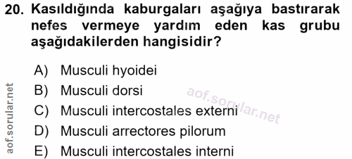 20. soru: Kasıldığında kaburgaları aşağıya bastırarak nefes vermeye yardım eden kas grubu aşağıdakilerden hangisidir? A) Muscul…
