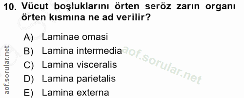 10. soru: Vücut boşluklarını örten seröz zarın organı örten kısmına ne ad verilir? B) Lamina intermedia ot. A) Laminae omasi C)…