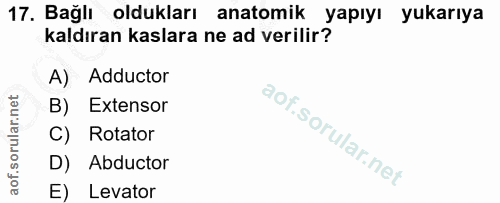 17. soru: Bağlı oldukları anatomik yapıyı yukarıya kaldıran kaslara ne ad verilir? A) Adductor B) Extensor C) Rotator D) Abduct…