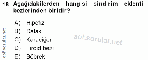 18. soru: Aşağıdakilerden hangisi sindirim eklenti bezlerinden biridir? A) Hipofiz B) Dalak C) Karaciğer D) Tiroid bezi E) Böbrek