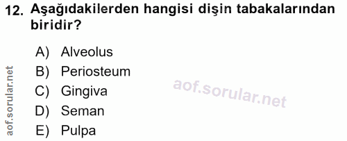 12. soru: Aşağıdakilerden hangisi dişin tabakalarından biridir? A) Alveolus B) Periosteum C) Gingiva D) Seman E) Pulpa