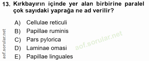 13. soru: Kırkbayırın içinde yer alan birbirine paralel çok sayıdaki yaprağa ne ad verilir? A) Cellulae reticuli B) Papillae ru…