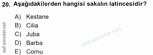 20. soru: Aşağıdakilerden hangisi sakalın latincesidir? A) Kestane B) Cilia C) Juba D) Barba E) Cornu