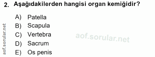 2. soru: Aşağıdakilerden hangisi organ kemiğidir? A) Patella B) Scapula C) Vertebra D) Sacrum E) Os penis
