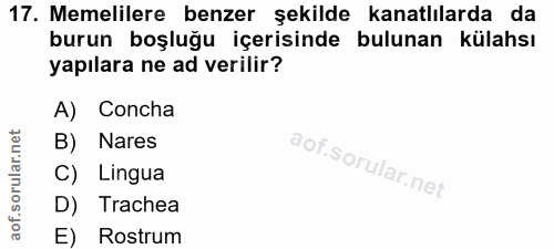 17. soru: Memelilere benzer şekilde kanatlılarda da burun boşluğu içerisinde bulunan külahsı yapılara ne ad verilir? A) Concha…