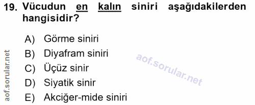 19. soru: Vücudun en kalın siniri aşağıdakilerden hangisidir? A) Görme siniri B) Diyafram siniri C) Üçüz sinir D) Siyatik sinir…