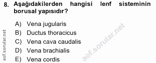8. soru: Aşağıdakilerden hangisi lenf sisteminin borusal yapısıdır? A) Vena jugularis B) Ductus thoracicus C) Vena cava caudal…