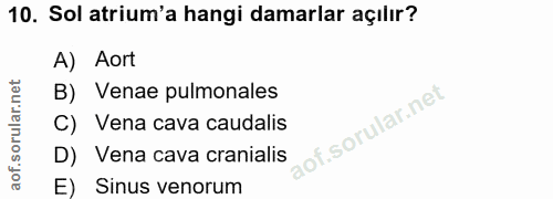 10. soru: Sol arium'a hangi damarlar açılır? A) Aort B) Venae pulmonales C) Vena cava caudalis D) Vena cava cranialis E) Sinus…