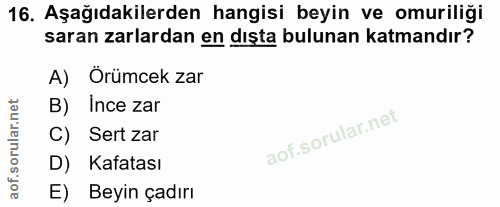 16. soru: Aşağıdakilerden hangisi beyin ve omuriliği saran zarlardan en dışta bulunan katmandır? A) Örümcek zar B) Ince zar C)…