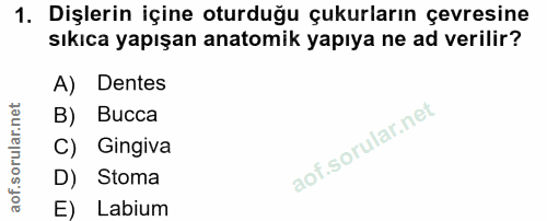 1. soru: Dişlerin içine oturduğu çukurların çevresine sıkıca yapışan anatomik yapıya ne ad verilir? A) Dentes B) Bucca C) Ging…