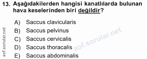 13. soru: Aşağıdakilerden hangisi kanatlılarda bulunan hava keselerinden biri değildir? A) Saccus clavicularis B) Saccus pelvin…