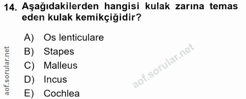 14. soru: Aşağıdakilerden hangisi kulak zarına temas eden kulak kemikçiğidir? A) Os lenticulare B) Stapes C) Malleus D) Incus E…