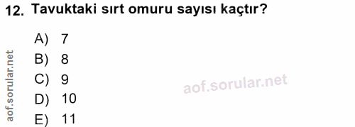 12. soru: Tavuktaki sırt omuru sayısı kaçtır? A) 7 B) 8 C) 9 D) 10 E) 11