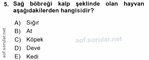 5. soru: Sağ böbreği kalp şeklinde olan hayvan aşağıdakilerden hangisidir? A) Sığır B) At C) Köpek D) Deve E) Kedi