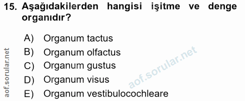 15. soru: Aşağıdakilerden hangisi işitme ve denge organıdır? A) Organum tactus B) Organum olfactus C) Organum gustus D) Organum…