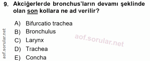 9. soru: Akciğerlerde bronchus'ların devamı şeklinde olan son kollara ne ad verilir? A) Bifurcatio trachea B) Bronchulus C) La…