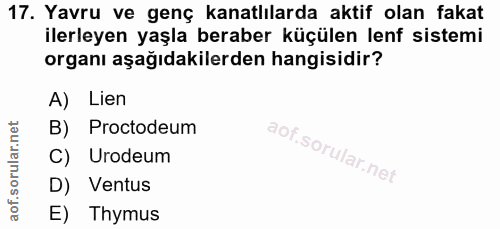 17. soru: Yavru ve genç kanatlılarda aktif olan fakat ilerleyen yaşla beraber küçülen lenf sistemi organı aşağıdakilerden hangi…