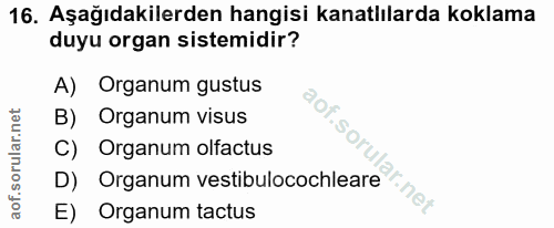 16. soru: Aşağıdakilerden hangisi kanatlılarda koklama duyu organ sistemidir? A) Organum gustus B) Organum visus C) Organum olf…