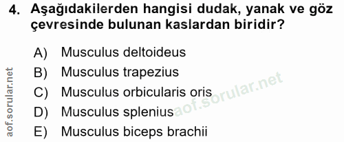 4. soru: Aşağıdakilerden hangisi dudak, yanak ve göz çevresinde bulunan kaslardan biridir? A) Musculus deltoideus B) C) Muscul…