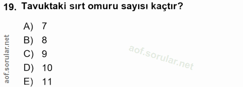 19. soru: Tavuktaki sırt omuru sayısı kaçtır? A) 7 B) 8 C) 9 D) 10 E) 11
