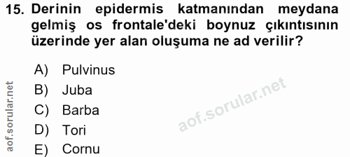 15. soru: Derinin epidermis katmanından meydana gelmiş os frontale'deki boynuz çıkıntısının üzerinde yer alan oluşuma ne ad ver…