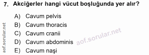 7. soru: Akciğerler hangi vücut boşluğunda yer alır? A) Cavum pelvis B) Cavum thoracis C) Cavum cranii D) Cavum abdominis E) C…