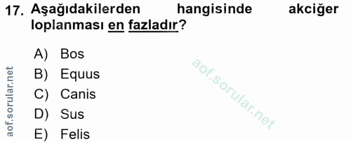 17. soru: Aşağıdakilerden hangisinde akciğer loplanması en fazladır? A) Bos B) Equus C) Canis D) Sus E) Felis