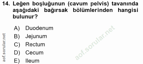 14. soru: Leğen boşluğunun (cavum pelvis) tavanında aşağıdaki bağırsak bölümlerinden hangisi bulunur? A) Duodenum B) Jejunum C)…