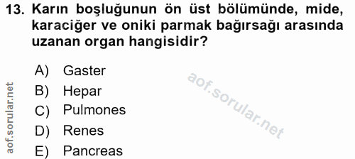 13. soru: Karın boşluğunun ön üst bölümünde, mide, karaciğer ve oniki parmak bağırsağı arasında uzanan organ hangisidir? A) Gas…
