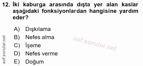 12. soru: İki kaburga arasında dışta yer alan kaslar aşağıdaki fonksiyonlardan hangisine yardım eder? A) Dışkılama Nefes alma İ…