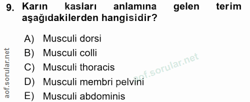 9. soru: Karın kasları anlamına gelen terim aşağıdakilerden hangisidir? A) Musculi dorsi B) Musculi colli C) Musculi thoracis…