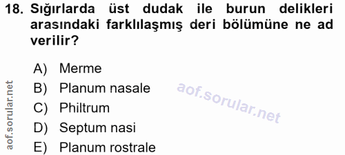 18. soru: Sığırlarda üst dudak ile burun delikleri arasındaki farklılaşmış deri bölümüne ne ad verilir? A) Merme B) Planum nasa…
