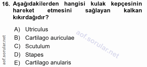 16. soru: Aşağıdakilerden hangisi kulak kepçesinin hareket etmesini sağlayan kalkan kıkırdağıdır? A) Utriculus B) Cartilago aur…