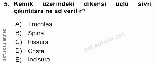5. soru: Kemik üzerindeki dikensi uçlu sivri çıkıntılara ne ad verilir? A) Trochlea B) Spina C) Fissura D) Crista E) Incisura