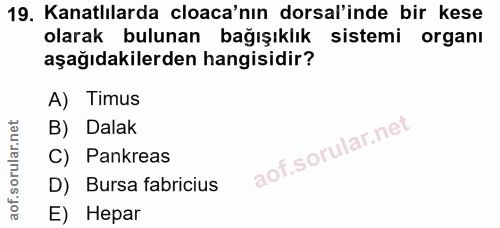 19. soru: Kanatlılarda cloaca'nın dorsal'inde bir kese olarak bulunan bağışıklık sistemi organı aşağıdakilerden hangisidir? A)…