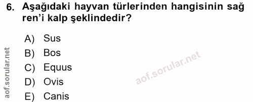 6. soru: Aşağıdaki hayvan türlerinden hangisinin sağ ren'i kalp şeklindedir? A) Sus B) Bos C) Equus D) Ovis E) Canis