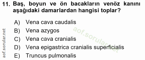 11. soru: Baş, boyun ve ön bacakların venöz kanını aşağıdaki damarlardan hangisi toplar? A) Vena cava caudalis B) Vena azygos C…