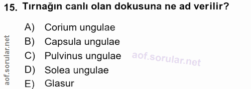 15. soru: Tırnağın canlı olan dokusuna ne ad verilir? A) Corium ungulae B) Capsula ungulae C) Pulvinus ungulae D) Solea ungulae…