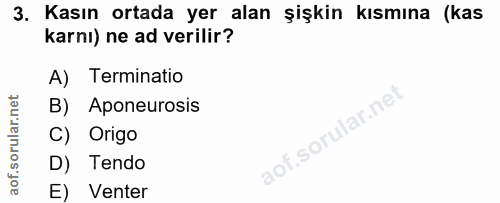 3. soru: Kasın ortada yer alan şişkin kısmına (kas karnı) ne ad verilir? A) Terminatio B) Aponeurosis C) Origo D) Tendo E) Venter