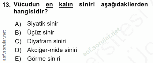 13. soru: Vücudun en kalın siniri aşağıdakilerden hangisidir? A) Siyatik sinir B) Üçüz sinir C) Diyafram siniri D) Akciğer-mide…