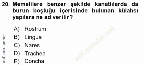 20. soru: Memelilere benzer şekilde kanatlılarda da burun boşluğu içerisinde bulunan külahsı yapılara ne ad verilir? A) Rostrum…