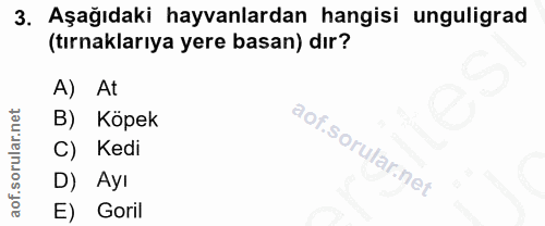 3. soru: Aşağıdaki hayvanlardan hangisi unguligrad (tırnaklarıya yere basan) dır? A) At B) Köpek C) Kedi D) Ayı E) Goril