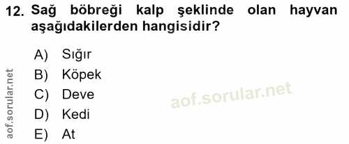12. soru: Sağ böbreği kalp şeklinde olan hayvan aşağıdakilerden hangisidir? A) Sığır B) Köpek C) Deve D) Kedi E) At