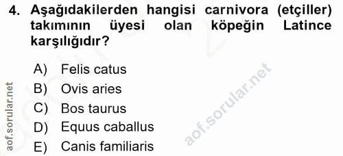 4. soru: Aşağıdakilerden hangisi carnivora (etçiller) takımının üyesi olan köpeğin Latince karşılığıdır? A) Felis catus B) Ovi…
