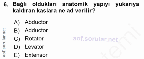 6. soru: Bağlı oldukları anatomik yapıyı yukarıya kaldıran kaslara ne ad verilir? A) Abductor B) Adductor C) Rotator D) Levato…